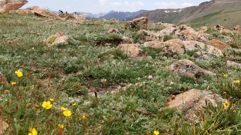 Yellow wildflowers among lichen-covered rocks on the alpine tundra in Rocky Mountain National Park