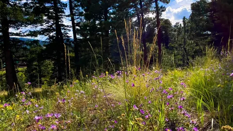 Ponderosa pines above a meadow of late-summer wildflowers in the montane zone of Great Sand Dunes National Park and Preserve