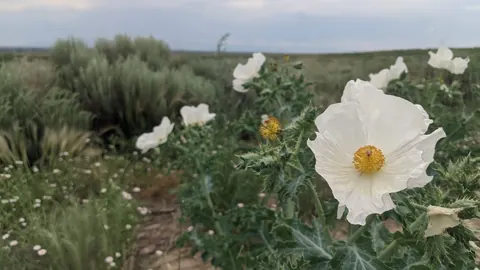 White wildflowers blooming in shortgrass prairie at Pueblo Chemical Depot, Colorado, under a cloudy sky