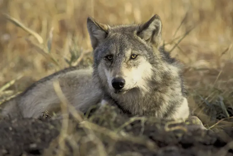 Gray wolf lying in dry grass, looking toward the camera.