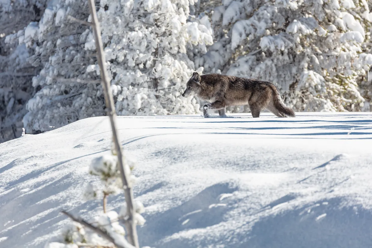 A gray wolf walking across fresh snow below snow-covered trees in Yellowstone National Park.
