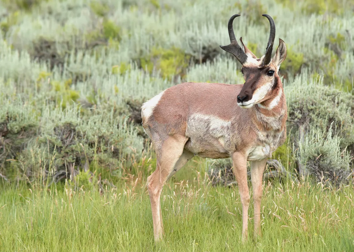 A pronghorn standing in tall grass and sagebrush at Arapaho National Wildlife Refuge in northern Colorado