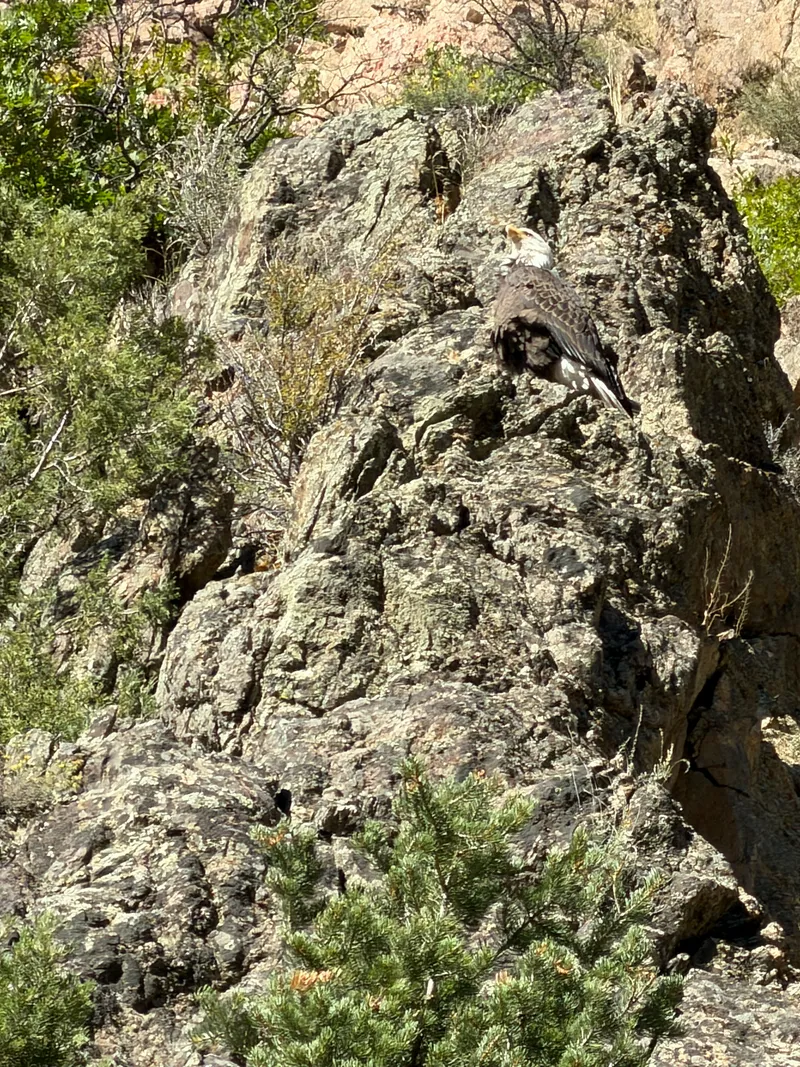 An adult bald eagle perched on a lichen-covered rock outcrop above the Colorado River in Glenwood Canyon.