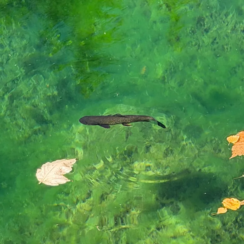 A dark, spotted brook trout swimming over green aquatic plants in Hanging Lake's clear water, with fallen leaves on the surface.
