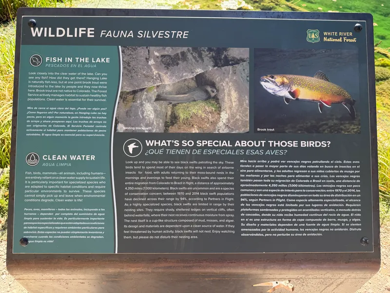 Interpretive sign about black swifts and the brook trout in Hanging Lake.