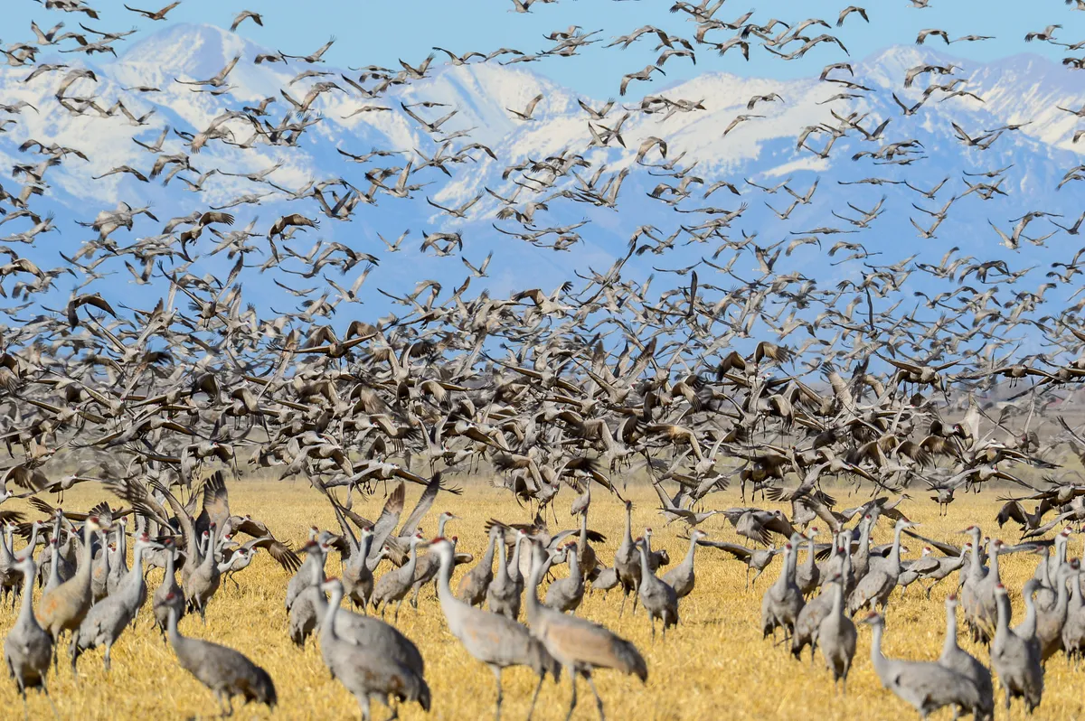 Thousands of sandhill cranes lifting off a harvested golden field at Monte Vista National Wildlife Refuge, with snow-capped peaks behind them