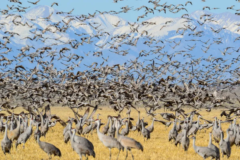 Thousands of sandhill cranes lifting off a harvested golden field at Monte Vista National Wildlife Refuge, with snow-capped peaks behind them