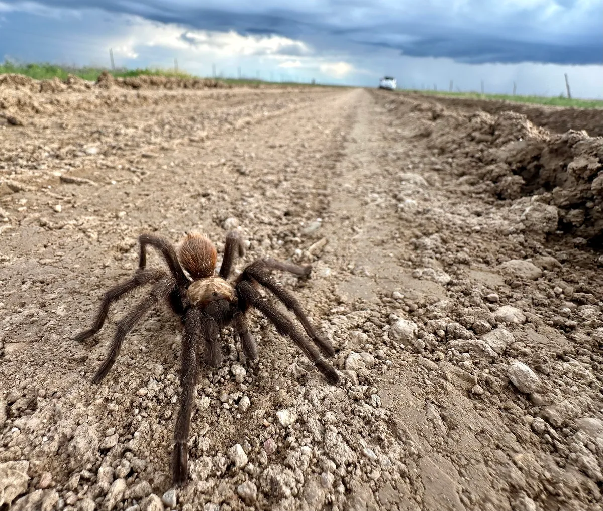 An Oklahoma brown tarantula with long dark legs and a tan body crossing a gravel county road near La Junta under storm clouds