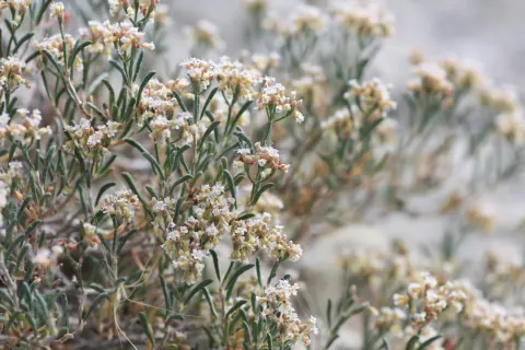Clay-loving wild buckwheat in bloom, a low tangle of thin green stems topped with small clusters of white and pink-veined flowers