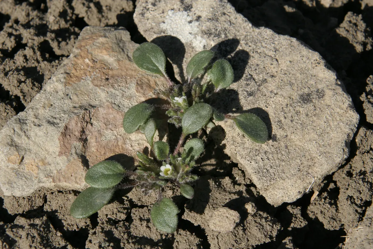 A small DeBeque phacelia rosette with reddish, oval leaves and a few tiny cream flowers, growing on cracked brown clay beside a flat rock