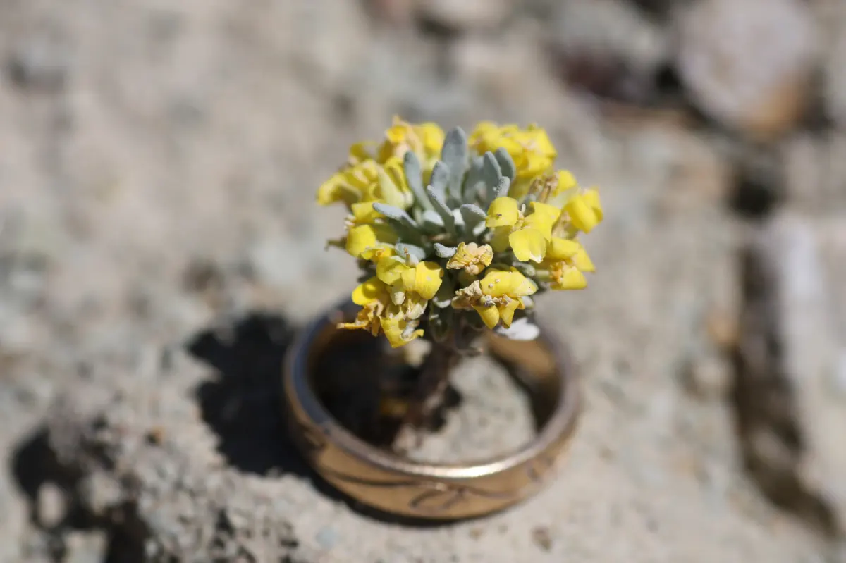 A tiny Dudley Bluffs bladderpod, a tuft of silvery leaves crowned with bright yellow flowers, growing inside a gold ring set on pale shale soil for scale
