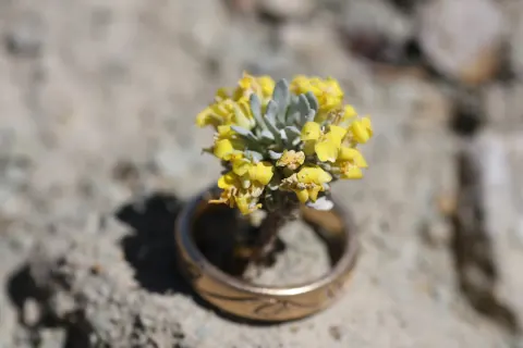 A tiny Dudley Bluffs bladderpod, a tuft of silvery leaves crowned with bright yellow flowers, growing inside a gold ring set on pale shale soil for scale