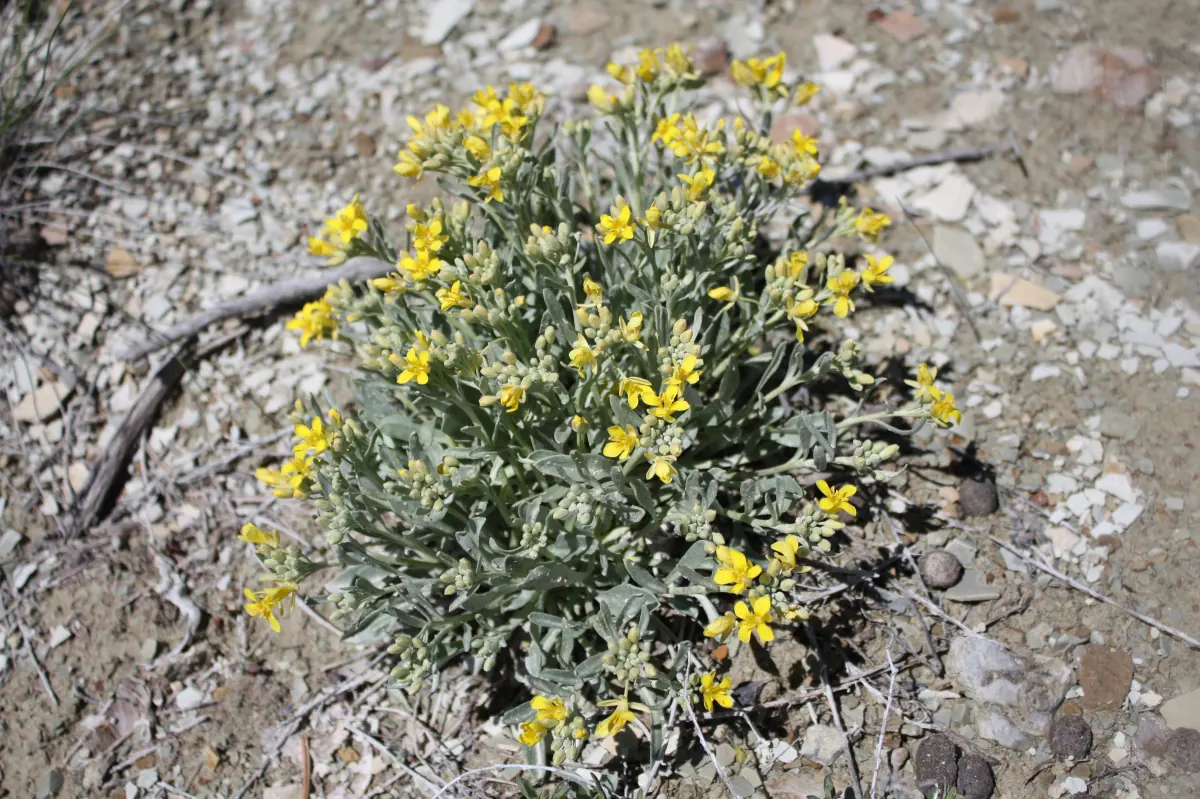 A Dudley Bluffs twinpod plant, a mound of silvery green leaves scattered with bright yellow four-petaled flowers, on pale rocky shale ground