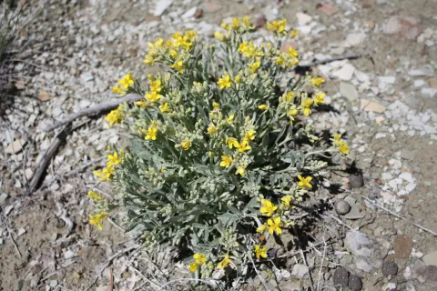 A Dudley Bluffs twinpod plant, a mound of silvery green leaves scattered with bright yellow four-petaled flowers, on pale rocky shale ground