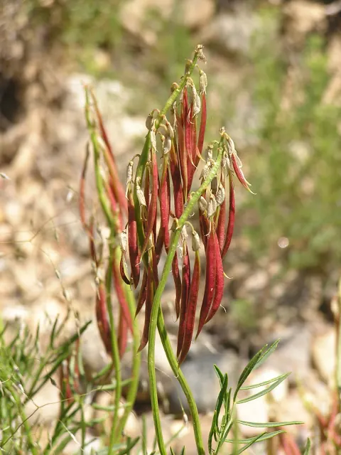 Kremmling milkvetch stems hung with long, slender pods turning from green to maroon red