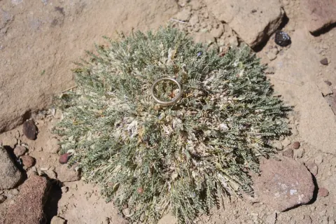 A Mancos milkvetch plant, a dense gray-green cushion of tiny leaves with a gold ring set in its center for scale, on reddish sandstone
