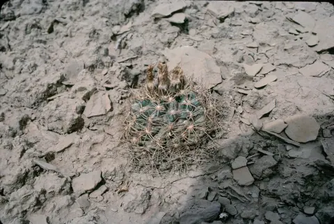 A Mesa Verde fishhook cactus, a small round cactus covered in hooked spines, growing in pale gray shale soil