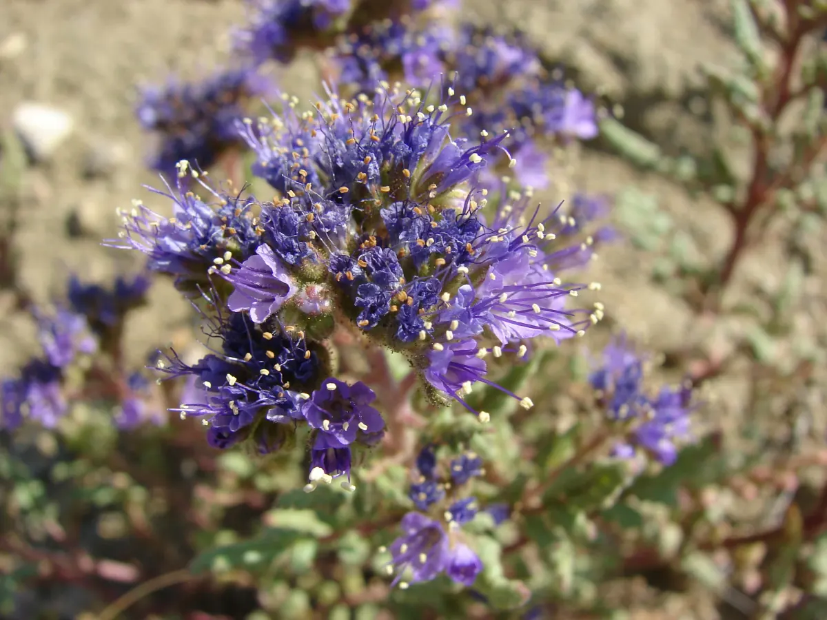 North Park phacelia in bloom, coiled clusters of bright purple flowers with long protruding stamens above dark green lobed leaves