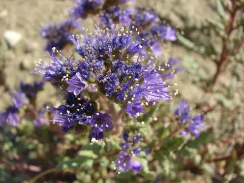 North Park phacelia in bloom, coiled clusters of bright purple flowers with long protruding stamens above dark green lobed leaves