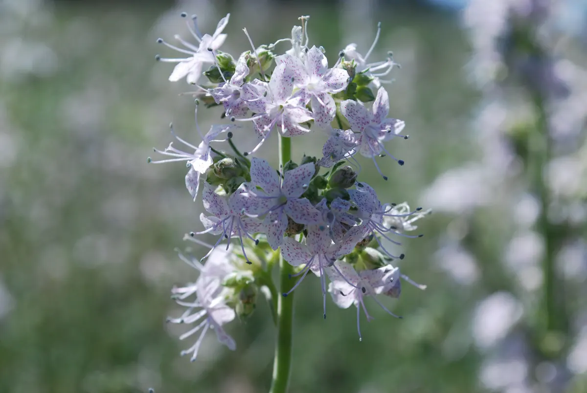 A Pagosa ipomopsis flower stalk crowded with pale lavender-white flowers flecked with purple, against a soft green background
