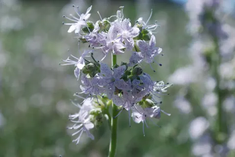 A Pagosa ipomopsis flower stalk crowded with pale lavender-white flowers flecked with purple, against a soft green background