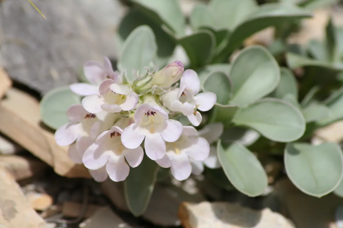 Parachute beardtongue in flower, a cluster of white to pale lavender tubular flowers above thick, rounded blue-green leaves among shale chips