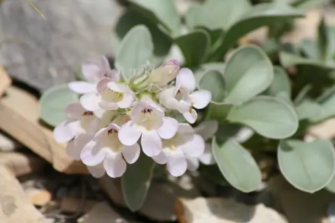 Parachute beardtongue in flower, a cluster of white to pale lavender tubular flowers above thick, rounded blue-green leaves among shale chips