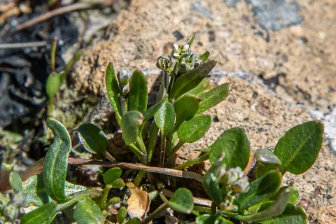 A small Penland alpine fen mustard plant with shiny green spoon-shaped leaves and a tight cluster of tiny white flower buds, on wet alpine ground