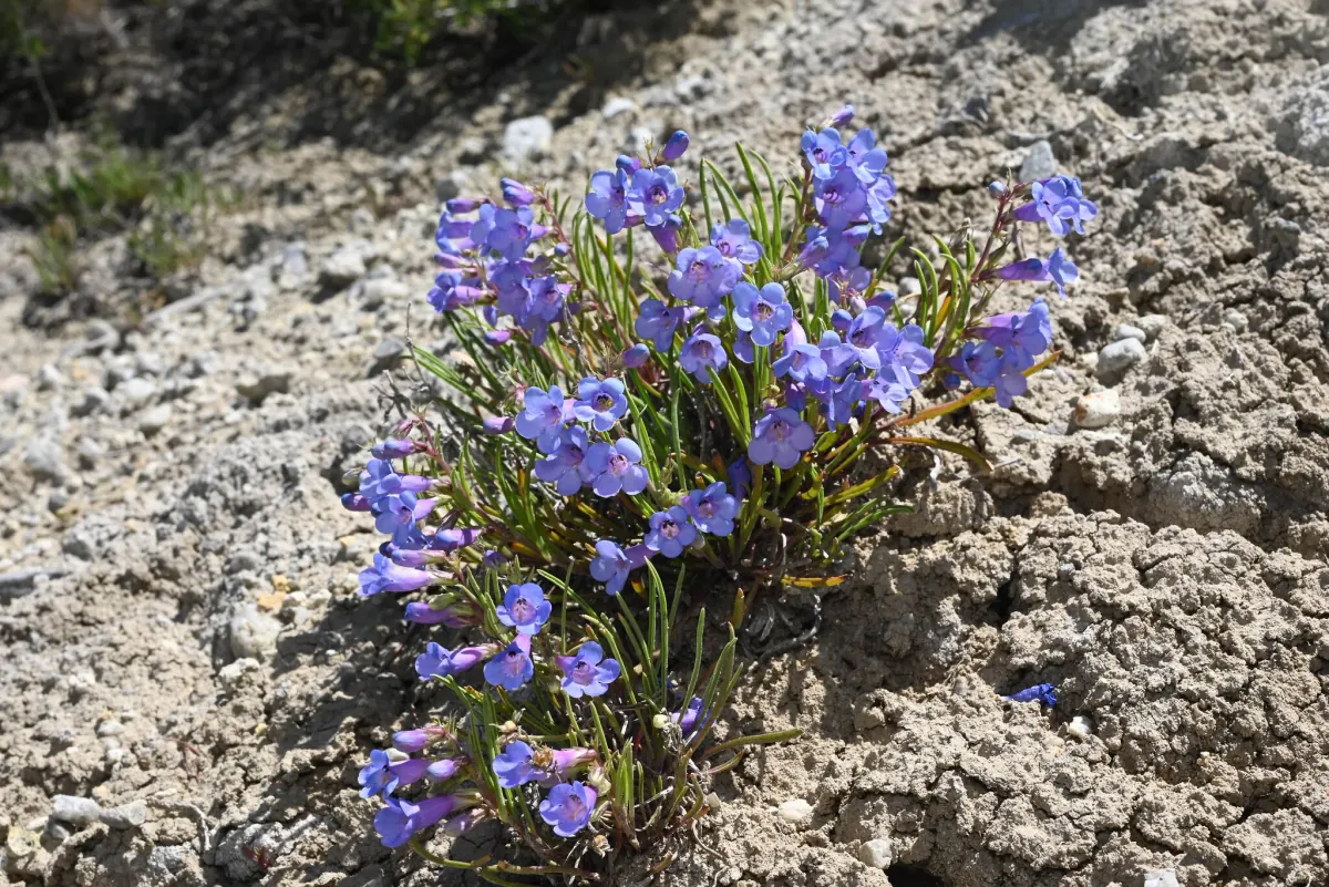 A clump of Penland's beardtongue covered in blue and violet tubular flowers, growing from pale gray shale soil