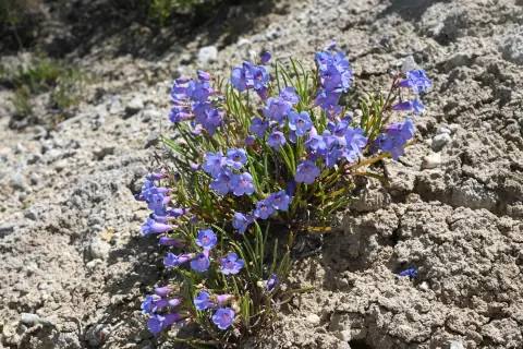 A clump of Penland's beardtongue covered in blue and violet tubular flowers, growing from pale gray shale soil