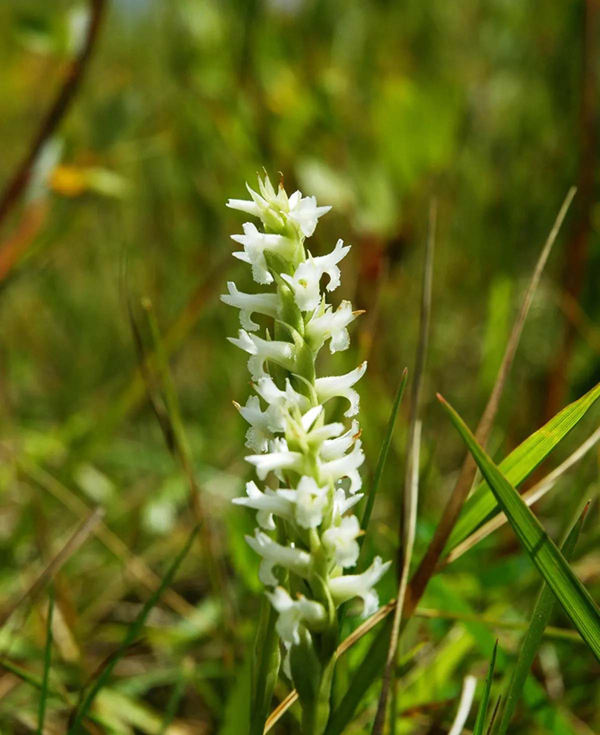 A Ute ladies'-tresses flower spike, small white flowers spiraling up a green stem among wet meadow grasses