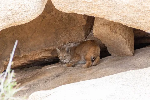 A bobcat resting in a rock alcove, looking back toward the camera