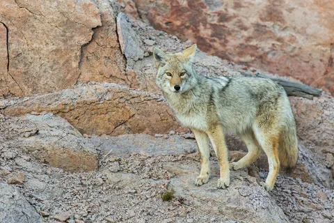 A coyote standing on rocks, its tall pointed ears and narrow snout facing the camera