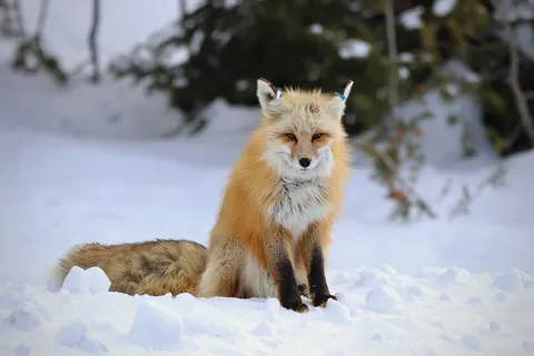 A red fox sitting in snow, its black legs and bushy tail visible