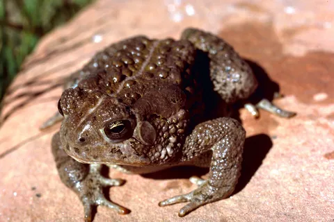 A Woodhouse's toad on red rock, with the bony ridge behind each eye showing