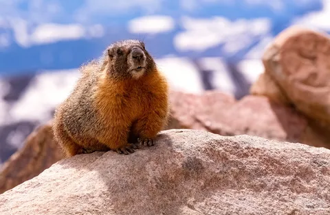 A yellow-bellied marmot sitting on a boulder, its orange belly and squirrel-like head visible