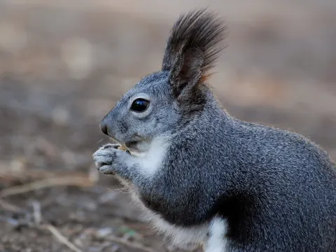 Gray Abert's squirrel holding food in its front paws, with a long dark ear tuft