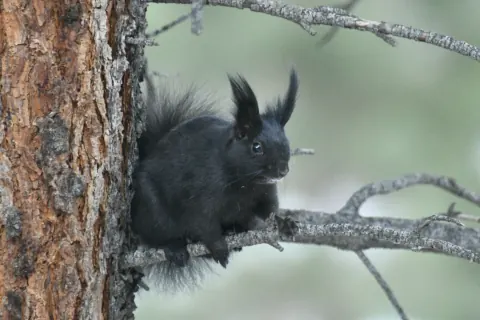 Black Abert's squirrel with long, pointed ear tufts, sitting on a ponderosa pine branch beside the trunk