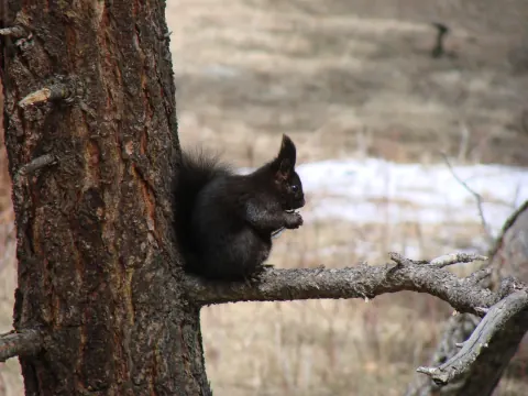 Black Abert's squirrel with ear tufts, sitting on a pine branch beside the trunk and holding food in its front paws