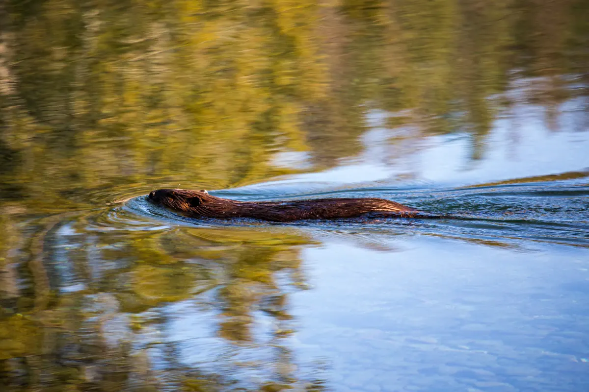 Beaver swimming across a pond in warm morning light, head and back above the water with a wake behind it