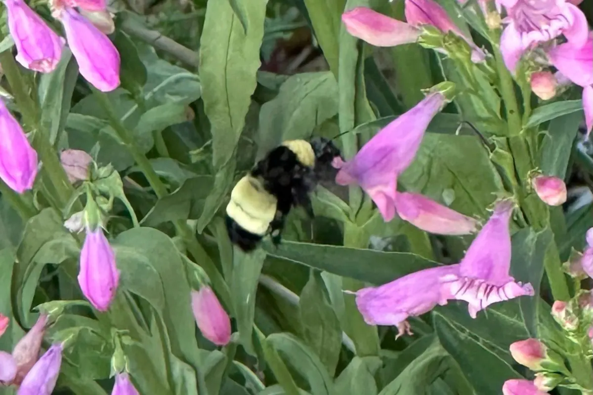 American bumble bee with a yellow thorax and black band, flying among pink penstemon flowers
