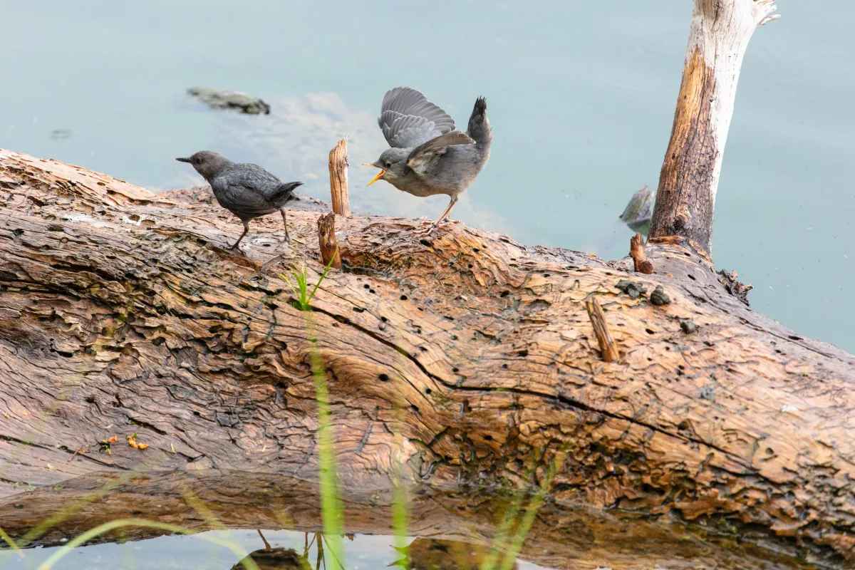 Two American dippers, an adult and a begging juvenile, standing on a weathered log at the edge of a lake