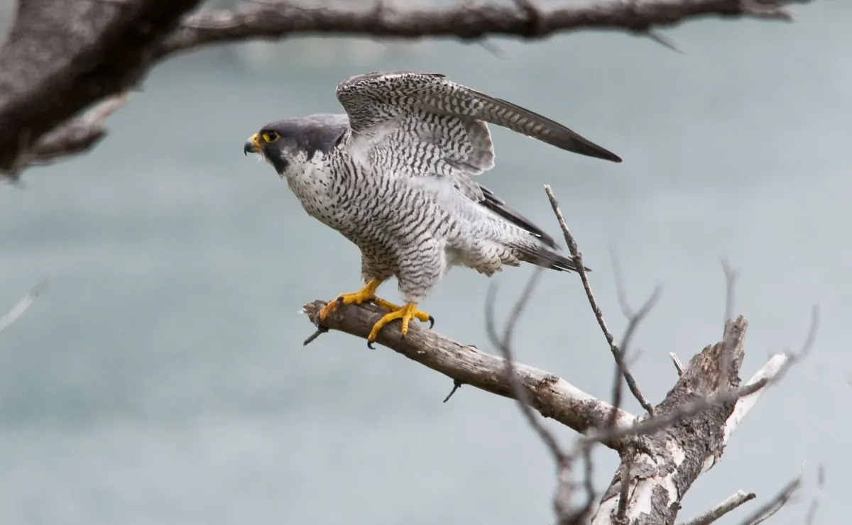 Adult peregrine falcon perched on a bare branch with its wings half raised, its dark hood, barred chest and yellow feet clear against gray water