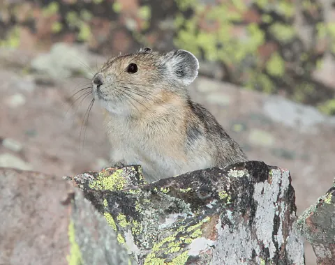 American pika sitting on a lichen-covered boulder in a Colorado talus field, with rounded ears and a gray-brown coat