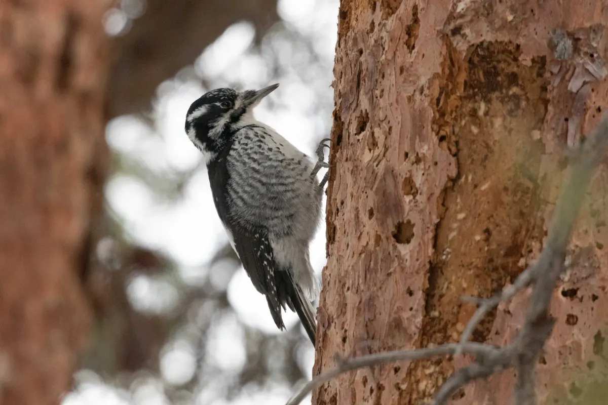 Female American three-toed woodpecker clinging to a conifer trunk whose bark has been flaked away, showing its black-and-white barred sides