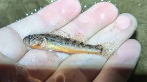 Arkansas darter resting in a wet hand, a small speckled brown fish with dark blotches along its side and a dark mark below its eye