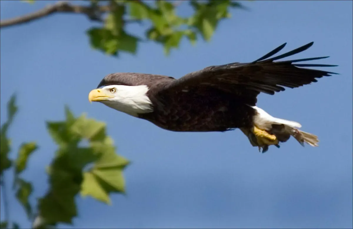 Adult bald eagle in flight