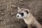 Black-footed Ferret