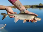 Bonytail Chub