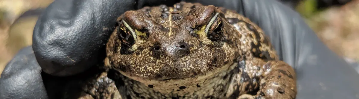 Boreal toad held in a gloved hand
